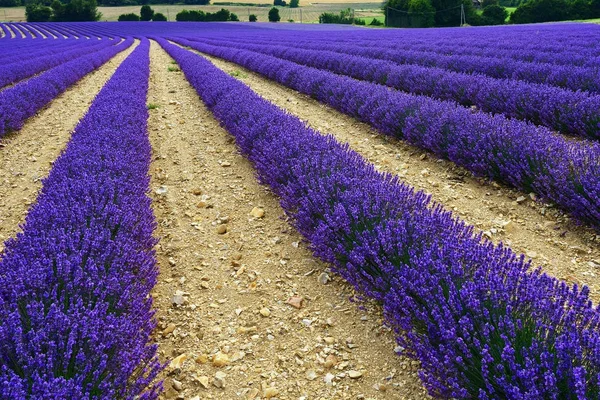 Lavender field, France — Stock Photo, Image