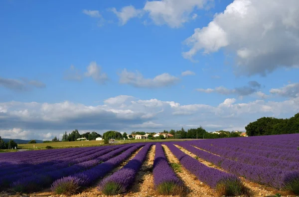 Campo di lavanda, Provenza, Francia — Foto Stock