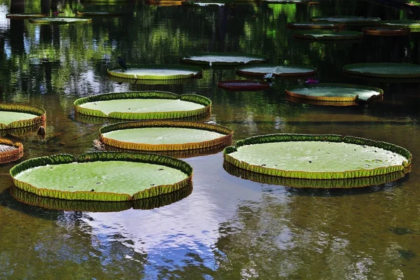 빅토리아 amazonica, 모리셔스 — 스톡 사진