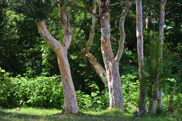Az eukaliptusz fák. Mauritius — Stock Fotó