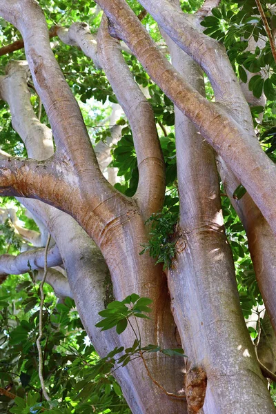 Tronco de árvore, Maurício — Fotografia de Stock