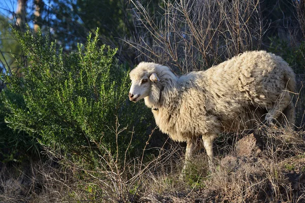 Sheep, Gran Canaria, Spain — стокове фото