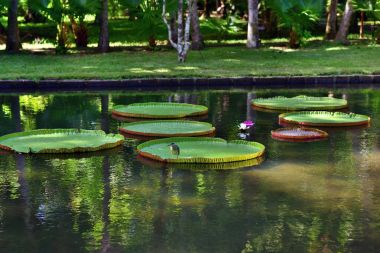 Victoria amazonica, Mauritius