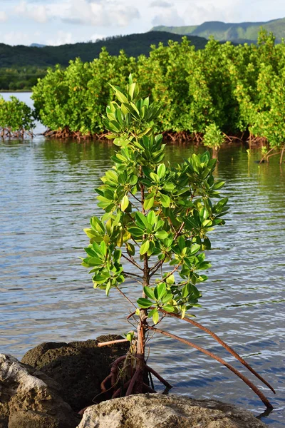 Mangrove, mauritische Insel — Stockfoto
