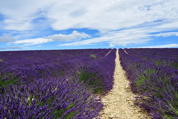 Provence, France, lavender field — Stock Photo, Image