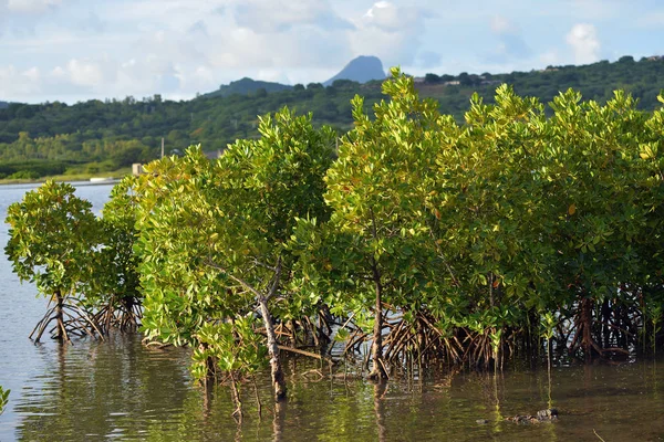 Mangrove, Mauritius island — Stock Photo, Image