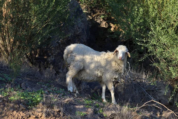 Sheep, Gran Canaria, Spain — стокове фото