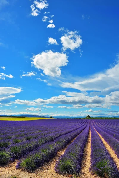 Provence, França, campo de lavanda — Fotografia de Stock