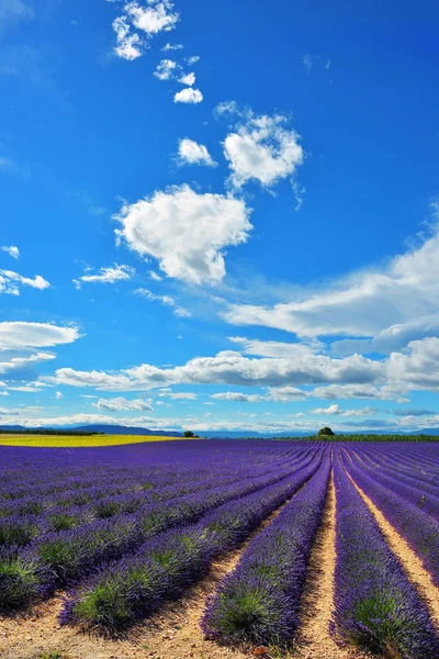 Provence, Fransa, lavanta alan — Stok fotoğraf