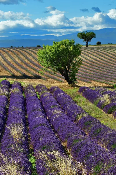 Прованс, Франция, лавандовое поле — стоковое фото