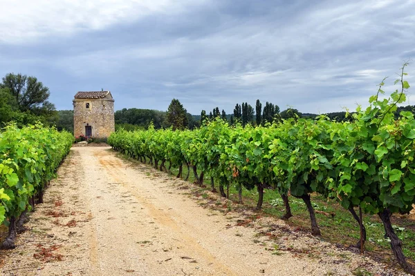 Vignoble en provence, France — Photo