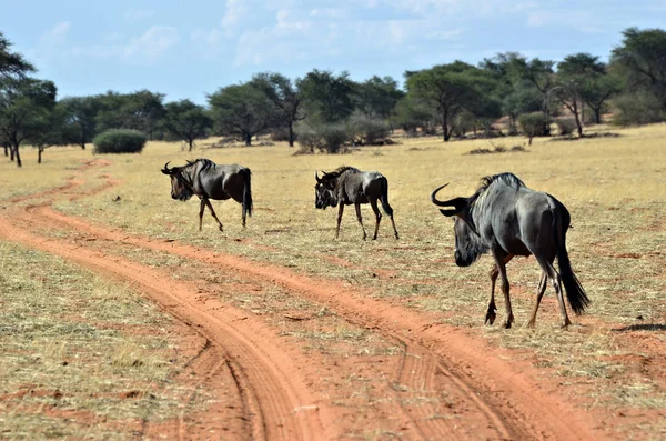 Blue wildebeest αντιλόπη, Ναμίμπια — Φωτογραφία Αρχείου