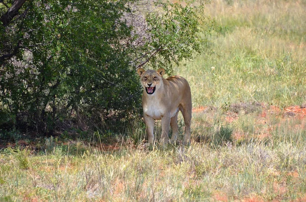 Lwica w buszu, Namibia — Zdjęcie stockowe