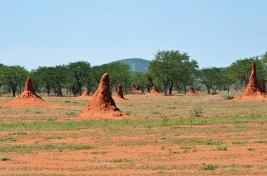 Namibya, termit