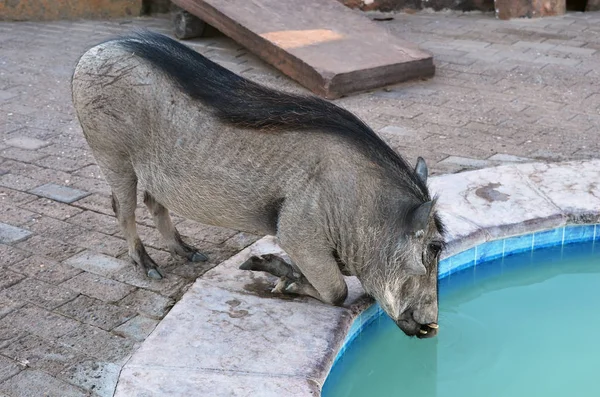 Warzenschwein in Namibia — Stockfoto