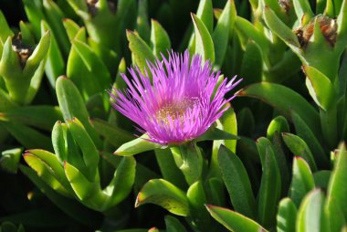 Ice plant growing on the Atlantic ocean coast of Namibia in Sout clipart