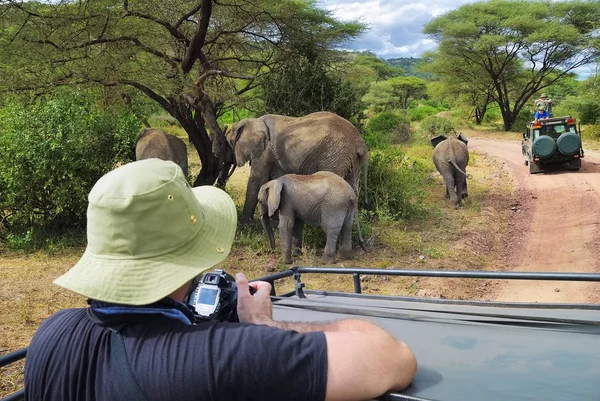 Göl: Manyara Milli Parkı, Tanzanya, Afr filler ailesi — Stok fotoğraf