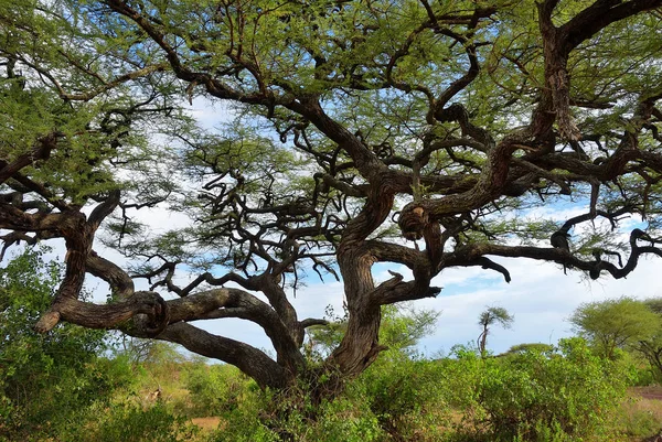 Ombrello acacia in Tanzania, Africa — Foto Stock