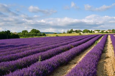 Provence kırsal manzara, Fransa
