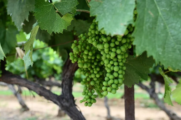 Agrupamento de uvas verdes não maduras numa sucursal, França — Fotografia de Stock