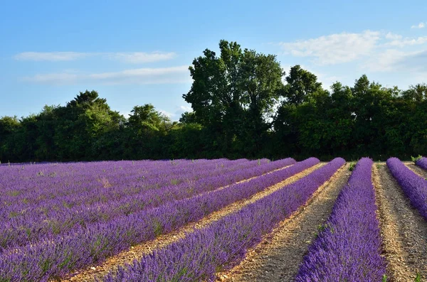 Câmpurile de lavandă Provence, Franța — Fotografie, imagine de stoc