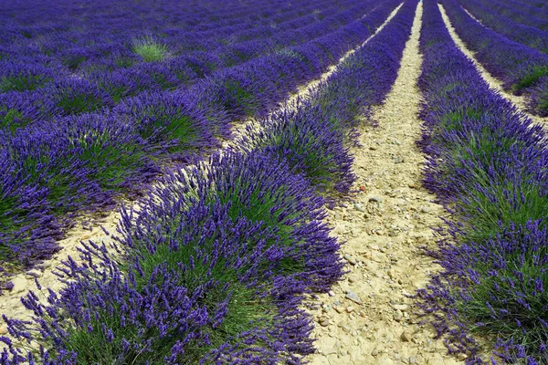 Levandulové pole, Provence, Francie — Stock fotografie