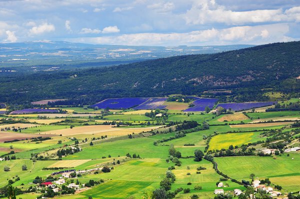 Provence rural landscape. View from above on lavender field and farmhouses near village of Sault