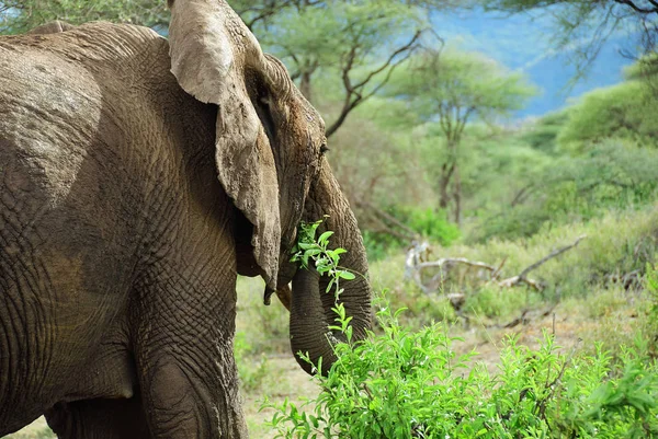 Elefante africano no Parque Nacional do Lago Manyara Tanzânia — Fotografia de Stock