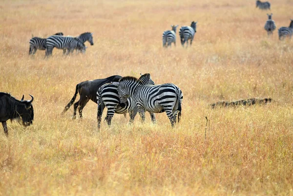 Cebras y ñus en masai mara, Kenia — Foto de Stock