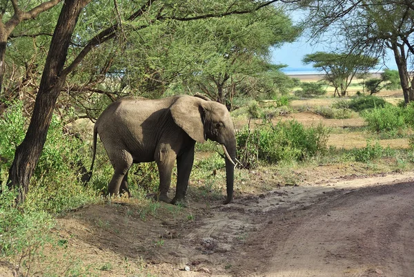 호수 Manyara 국립공원 탄자니아에 아프리카 코끼리 — 스톡 사진