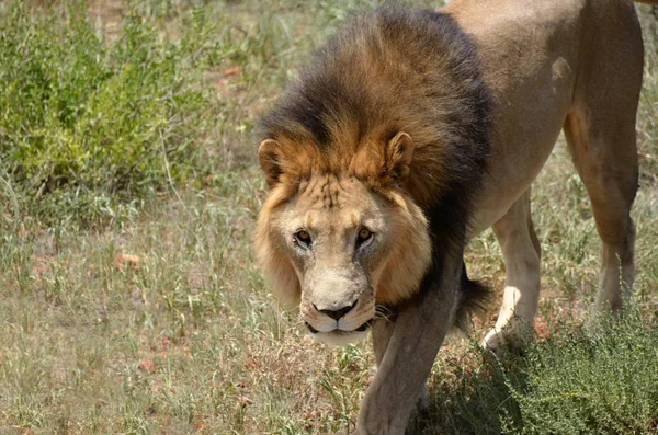 Leone maschio, Namibia — Foto Stock