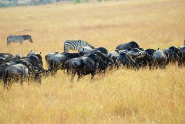 Kenya'daki Masai Mara wildebeest