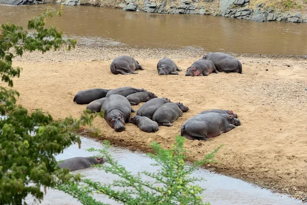 Hipopótamos en el Parque Nacional Mara Masai Mara, Kenia, África — Foto de Stock