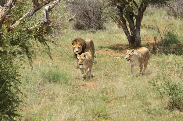 Orgulho dos leões, África — Fotografia de Stock