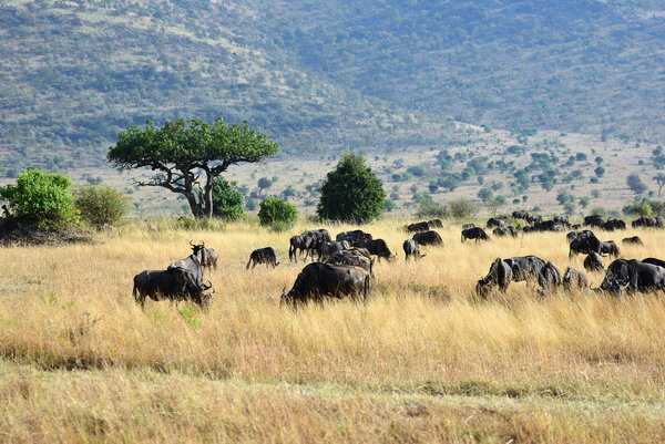 Масаи Мара, Кения, Африка
