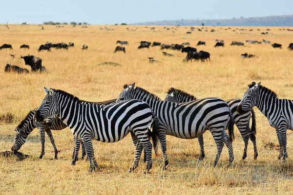 Dzika przyroda Afryki, Kenia — Zdjęcie stockowe