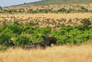 Masai mara, kenya, Afrika