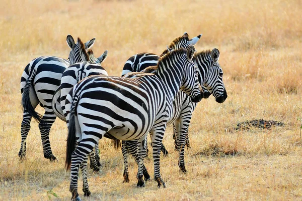 Afrikanische Tierwelt, Kenia — Stockfoto