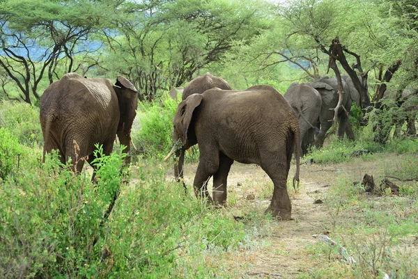 Słonie afrykańskie w Parku Narodowego Lake Manyara, Tanzania — Zdjęcie stockowe
