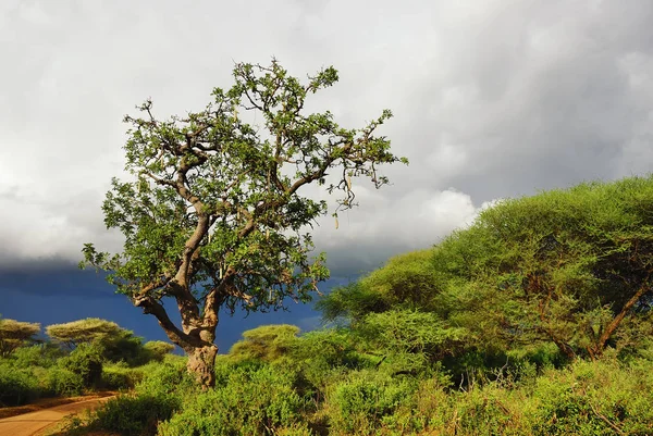 Sausage tree Kigelia africana in Tanzania, Africa — Stock Photo, Image