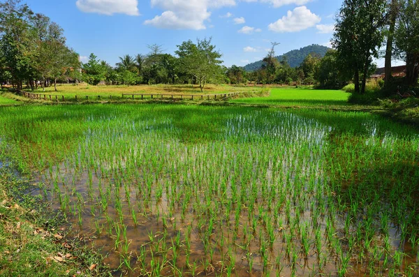 Campo de arroz, Camboja — Fotografia de Stock