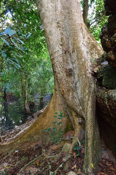 복잡 한 앙코르 와트, 씨엠립, 캄보디아 근처 정글 — 스톡 사진