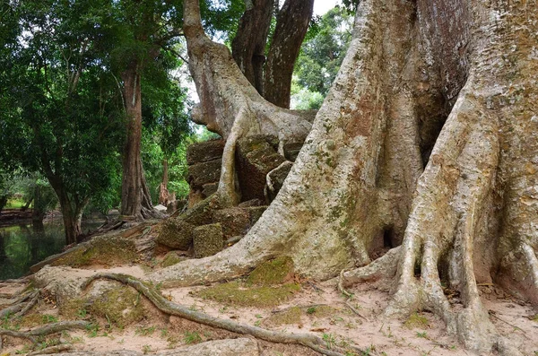 Džungle u Angkor Wat komplexní, Siem Reap, Kambodža — Stock fotografie