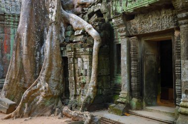 ta prohm Tapınağı, angkor wat, cambodia