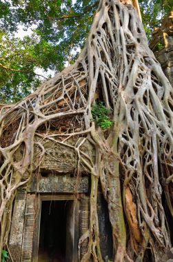 ta prohm Tapınağı, angkor wat, cambodia
