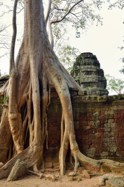 ta prohm Tapınağı, angkor wat, cambodia