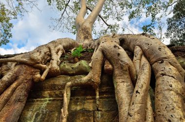 ta prohm Tapınağı, angkor wat, cambodia