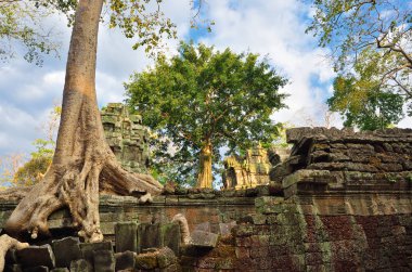 ta prohm Tapınağı, angkor wat, cambodia