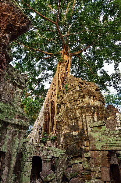 Ta prohm chrám angkor wat, Kambodža — Stock fotografie