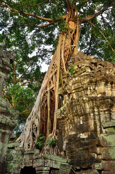 Templo de Ta Prohm, Angkor Wat, Camboja — Fotografia de Stock